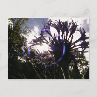 bachelor's button sun postcard