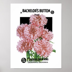 Bachelor's Buttons Seed Packet Label Poster