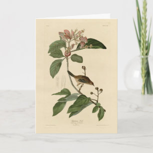 Bachman's Finch (Sparrow) Audubon Birds of America Card