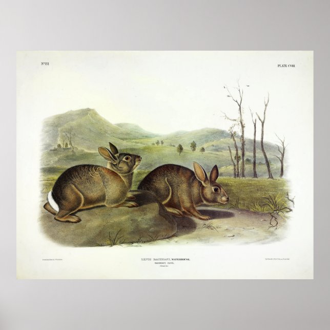 Bachman's Hare, Western Brush Rabbit by Audubon Poster (Front)