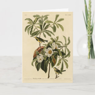 Bachman's Warbler, from Audubon's Birds of America Card