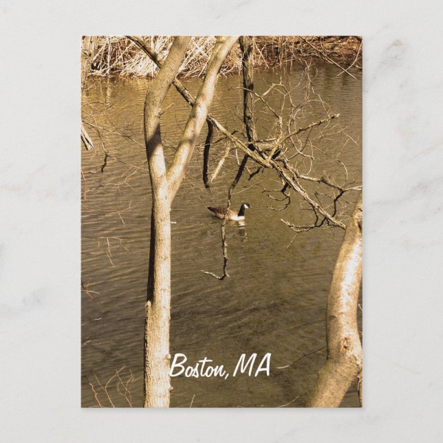 Back Bay Fens Wildlife Postcard (Front)