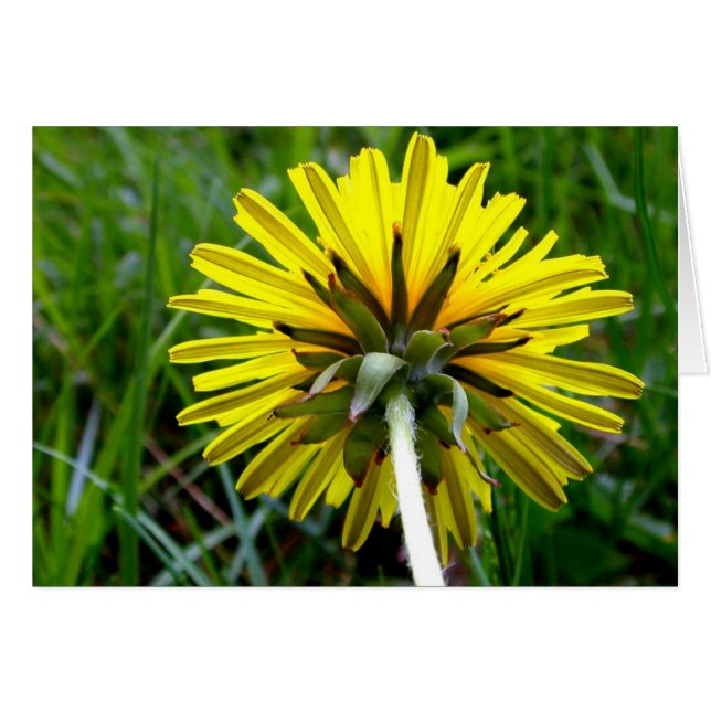 Back of Dandelion (Front Horizontal)
