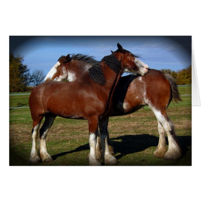 Back scratching mares (Front Horizontal)