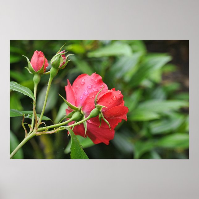 Back side of tiny pink roses with rain drops poster (Front)