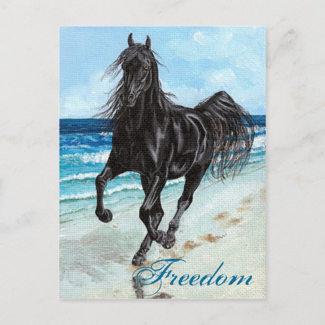 Back Stallion Arabian horse Freedom postcard (Front)