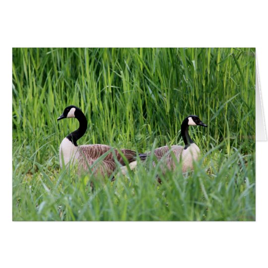 Back-to-back Geese Card