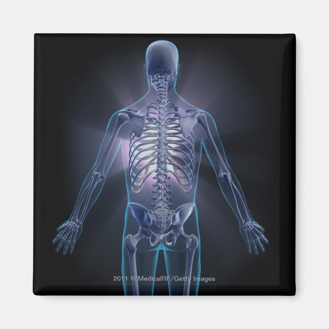 Back view of a human skeleton magnet (Front)