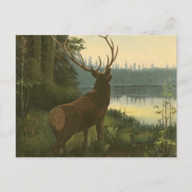 Back view of Elk Looking over a Lake Postcard (Front)