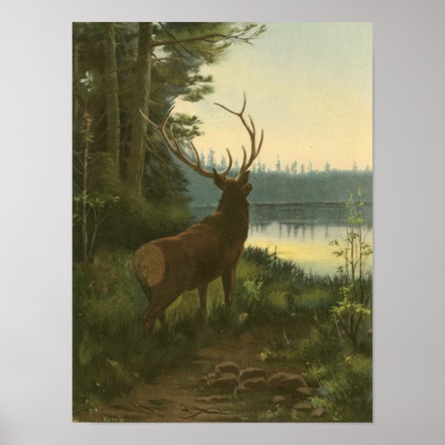 Back view of Elk Looking over a Lake Poster (Front)