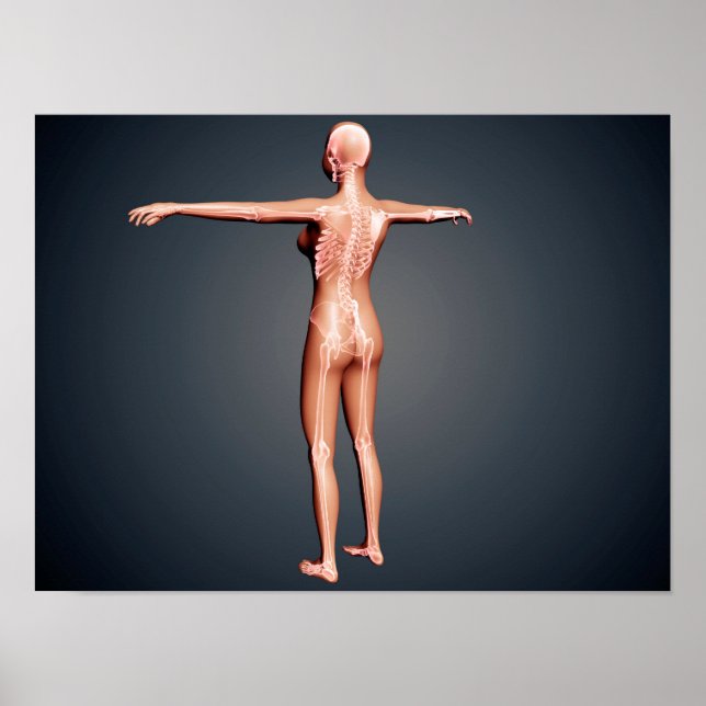 Back View Of Female Body With Skeletal System Poster (Front)