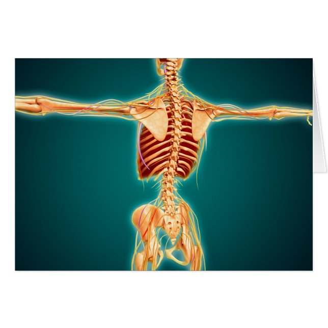 Back View Of Human Skeleton With Nervous System (Front Horizontal)