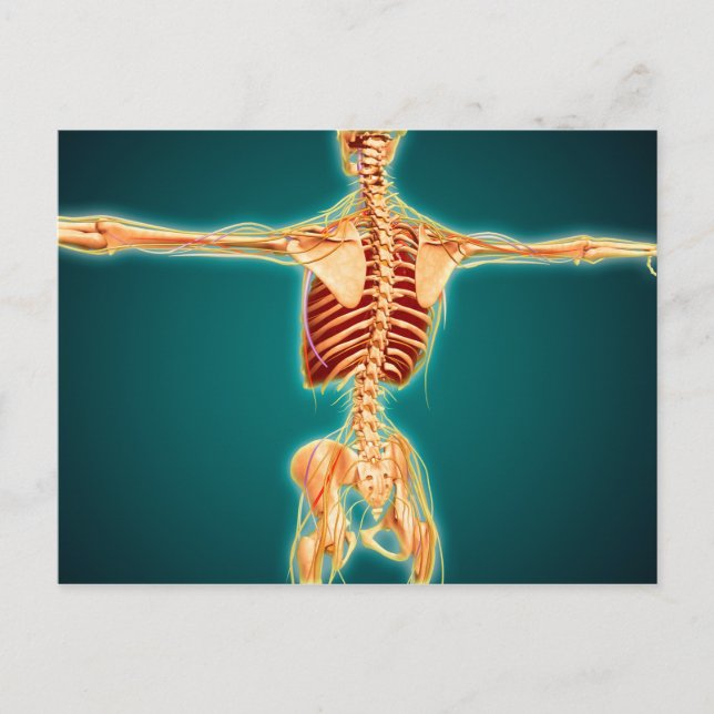 Back View Of Human Skeleton With Nervous System Postcard (Front)