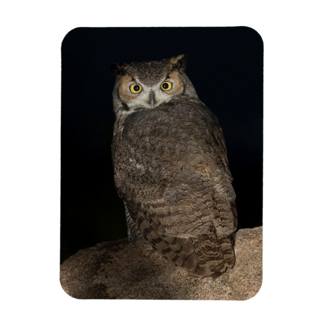 Back yard Great Horned Owl Magnet (Vertical)