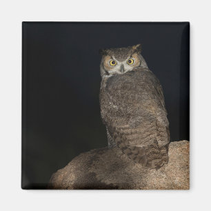 Back yard Great Horned Owl Magnet