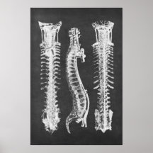 Backbone Vertebrae Anatomy Print no.2