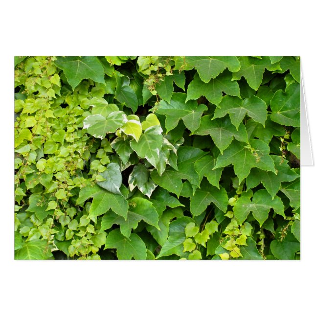 Background of Japanese creeper (Front Horizontal)