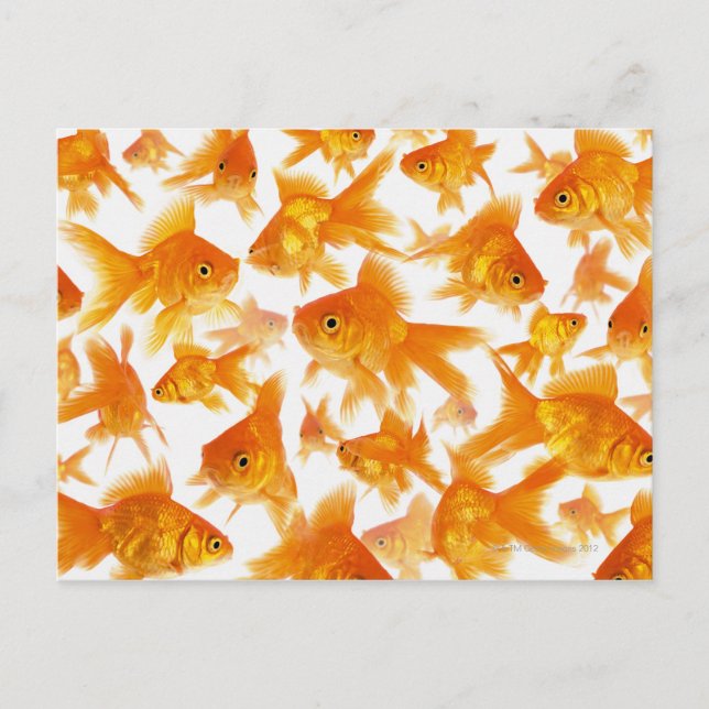 Background Showing a Large Group of Goldfish Postcard (Front)