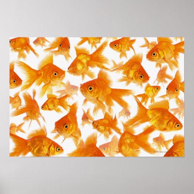 Background Showing a Large Group of Goldfish Poster (Front)