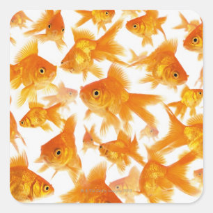 Background Showing a Large Group of Goldfish Square Sticker