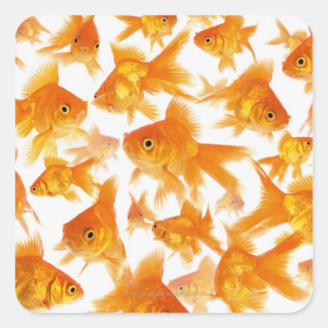 Background Showing a Large Group of Goldfish Square Sticker (Front)