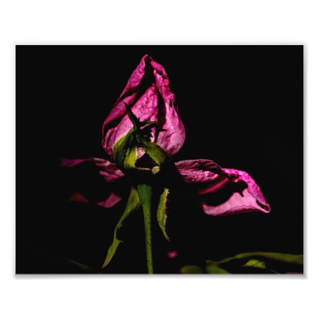 Backing out of the Shadows Photo Print (Front)