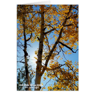 Backlit Aspen Tree Fall Foliage Blue Sky Arizona