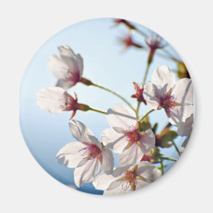 Backlit Cherry Blossoms Magnet