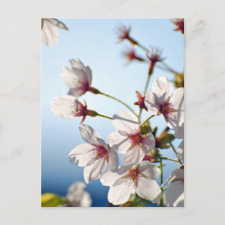 Backlit Cherry Blossoms Postcard