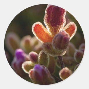 Backlit Colourful Succulent Flower Bud With Rim Classic Round Sticker