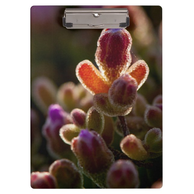 Backlit Colourful Succulent Flower Bud With Rim Clipboard (Front)