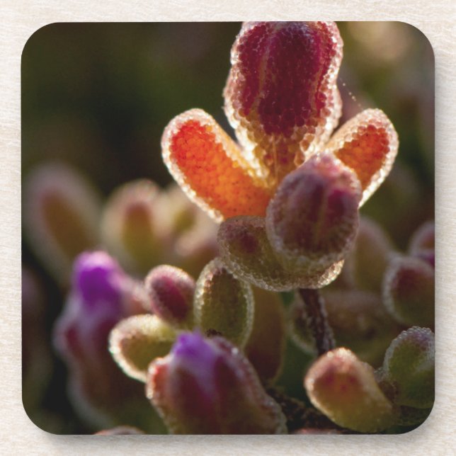 Backlit Colourful Succulent Flower Bud With Rim Coaster (Front)
