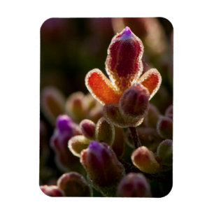 Backlit Colourful Succulent Flower Bud With Rim Magnet