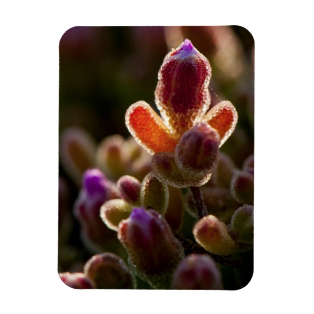 Backlit Colourful Succulent Flower Bud With Rim Magnet (Vertical)