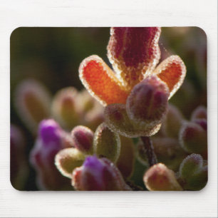 Backlit Colourful Succulent Flower Bud With Rim Mouse Mat