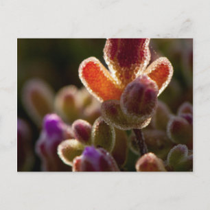 Backlit Colourful Succulent Flower Bud With Rim Postcard