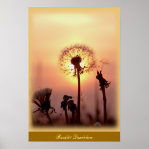 Backlit Dandelion - Chisasibi Quebec Canada Poster