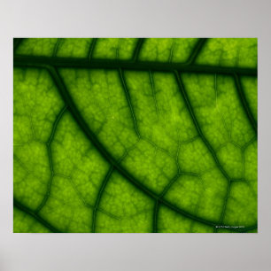Backlit Green Leaf Poster