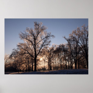 Backlit icy trees poster
