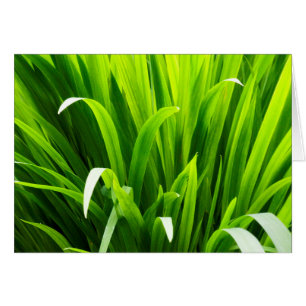 Backlit Leaves in Garden