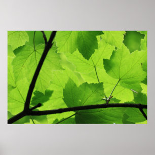 Backlit Leaves Print