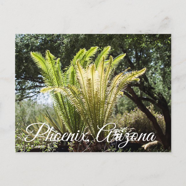 Backlit palms Phoenix, Arizona postcard (Front)