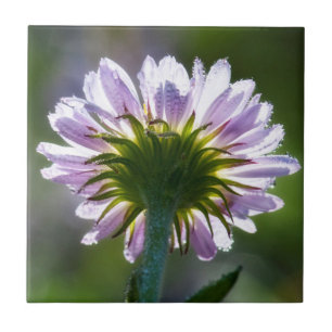 Backlit Purple Wildflower With Dewdrops Tile
