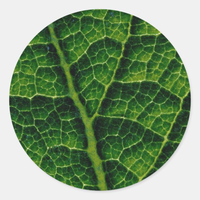 Backlit skunk cabbage leaf texture classic round sticker (Front)