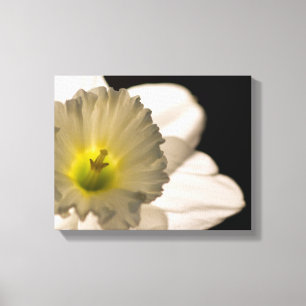 Backlit White Daffodil Flower Canvas Print