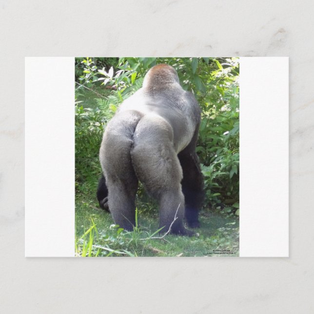 Backside of Gorilla Postcard (Front)