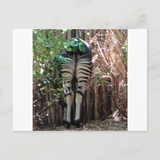 Backside of Okapi Postcard (Front)
