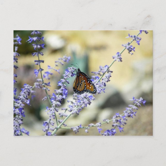 Backyard Beauties (spiders too in comment wall) Postcard (Front)