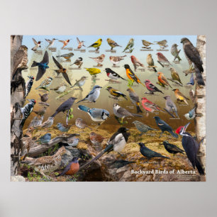 Backyard Birds of Alberta Poster