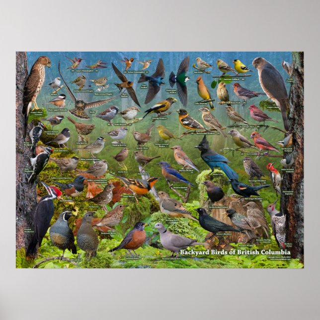 Backyard Birds of British Columbia Poster (Front)